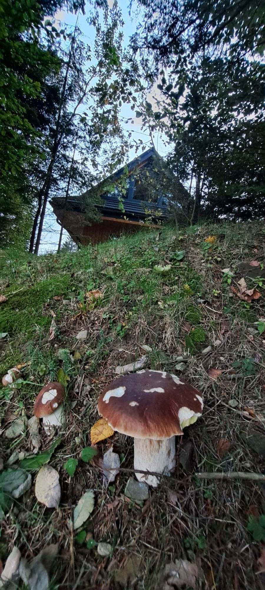 Domki Krynica * Krynica Zdroj